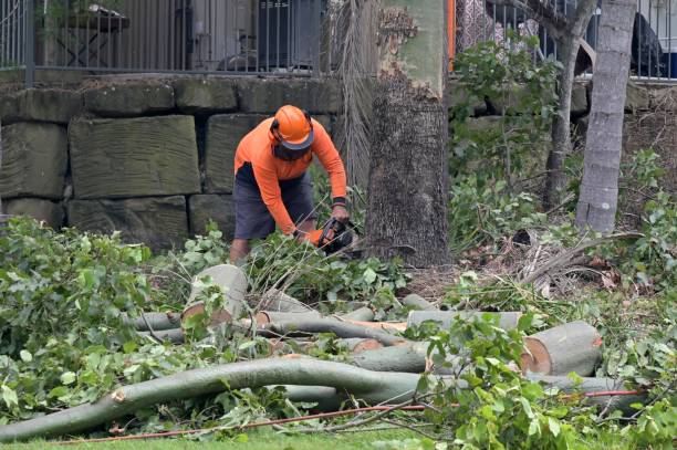 Why Choose Our Tree Removal Services in Melville, RI?